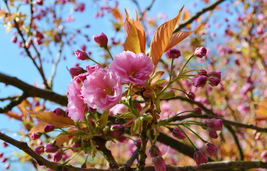 A close-up image of colourful Spring Blossom.