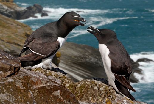 A male and a female Razorbill. They come ashore only during the breeding season.