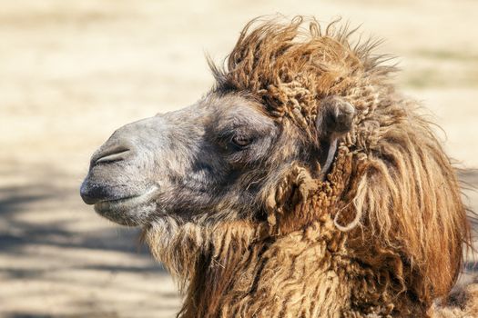 view of camel head 