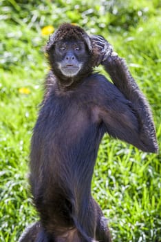 ateles geoffroyi vellerosus spider monkey central america