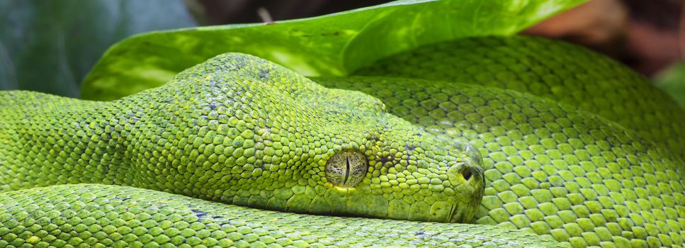 Panoramic view of green python