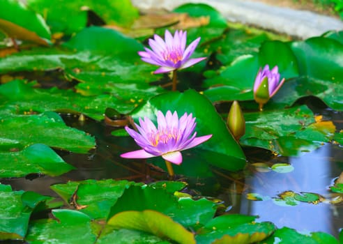 A beautiful pink waterlily floats on the pond.