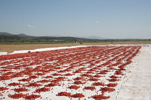 dried tomatoes 