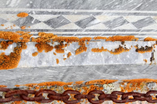 Orange fungus growing on grey outdoor tiles