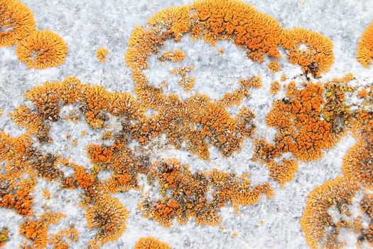 Orange fungus growing on grey outdoor tiles