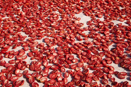 dried tomatoes 