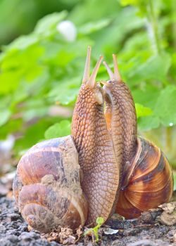 love snails in spring time