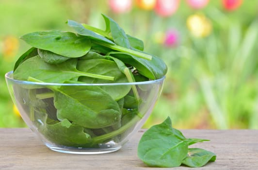 fresh green spinach in garden