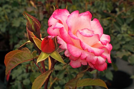 The climbing rose Handel is lightly fragrent and is a vigerous grower.