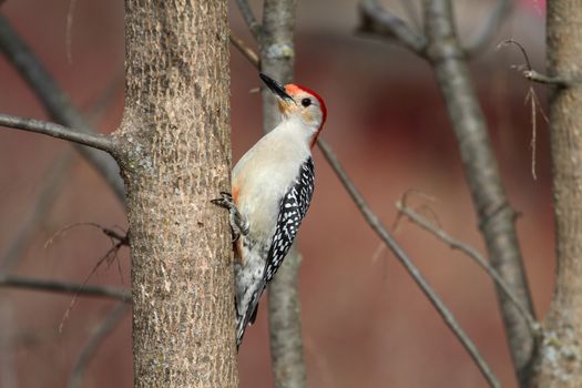 Red-bellied Woodpecker perched on side of tree profile