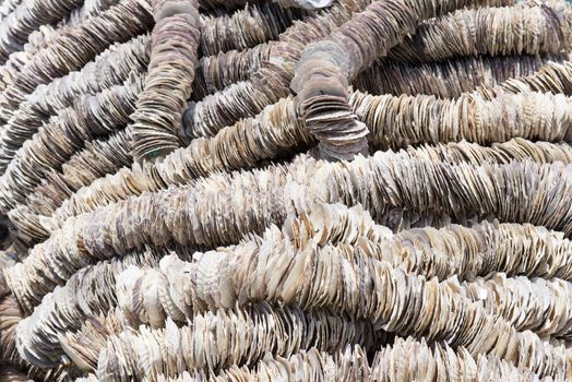 Background of scallop shells arranged on ropes to be used in oyster farming as settling substrate for the oyster larvae