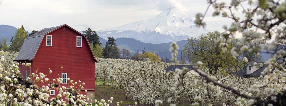 Pear Tree Orchard with Red Barn and Mount Hood in Hood River Oregon During Spring Season Panorama