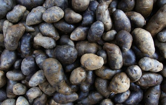 Pile of Swedish Black Potatoes Potatoes at the Farmers Market