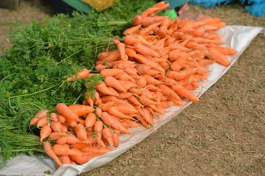 fresh carrots at Doi Angkhang royal project, Chiangmai, Thailand.