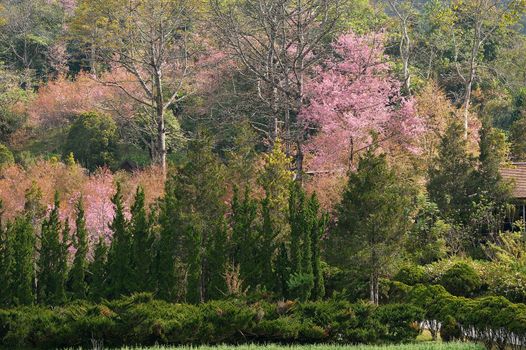 Himalayan Cherry (Prunus cerasoides) blooming at Doi Angkhang, Thailand. In Thailand we call 'Nang Paya Sua Krong' it mean 'Queen of royal tiger'