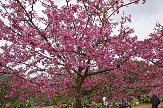 Himalayan Cherry (Prunus cerasoides) blooming at Doi Angkhang, Thailand. In Thailand we call 'Nang Paya Sua Krong' it mean 'Queen of royal tiger'