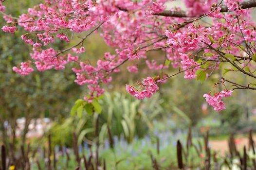 Himalayan Cherry (Prunus cerasoides) blooming at Doi Angkhang, Thailand. In Thailand we call 'Nang Paya Sua Krong' it mean 'Queen of royal tiger'