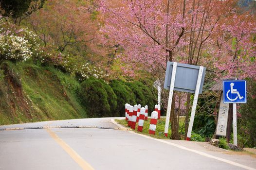 cripple sign on the road with Himalayan Cherry (Prunus cerasoides) blooming at Doi Angkhang, Thailand.