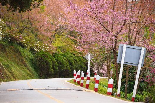 Himalayan Cherry (Prunus cerasoides) blooming at Doi Angkhang, Thailand. In Thailand we call 'Nang Paya Sua Krong' it mean 'Queen of royal tiger'