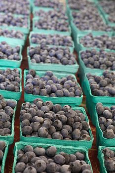 Boxes of Blueberries in green cartons at farmers market