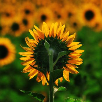 Beautiful Sunflower in the field