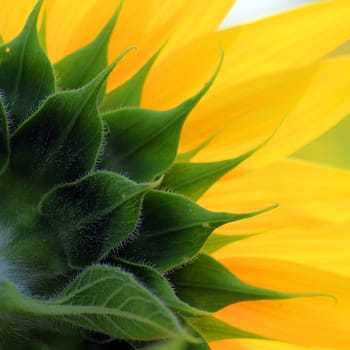 Closeup of the beautiful sunflower