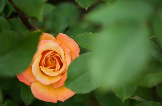 Beautiful flame red orange rose hidden between green leaves