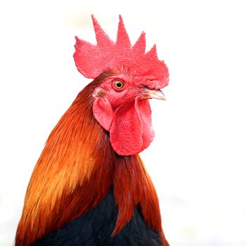 Closeup of rooster isolated on white background