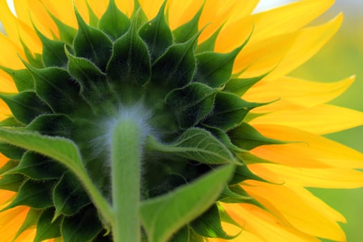 Closeup of the beautiful sunflower