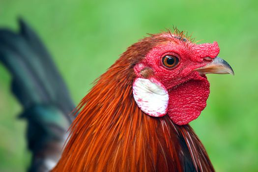 Closeup of rooster