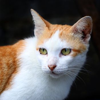 Closeup of the pretty cat