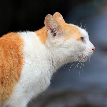 closeup of the pretty cat