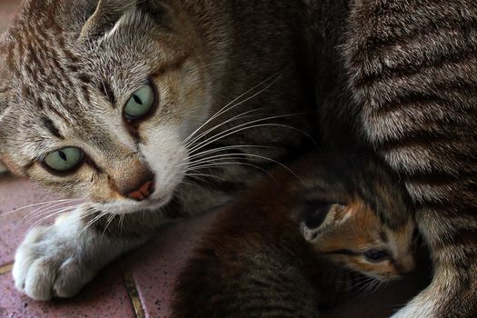 Mother cat and her kid