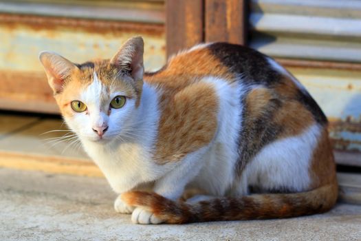Closeup of the pretty cat