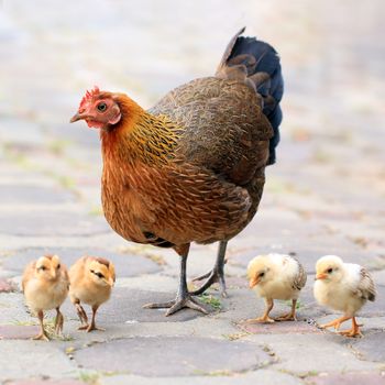 Mother hen and her chicks