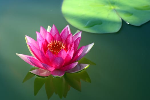 Beautiful lotus flower in the pond