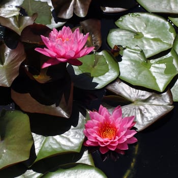Beautiful lotus flower in the pond