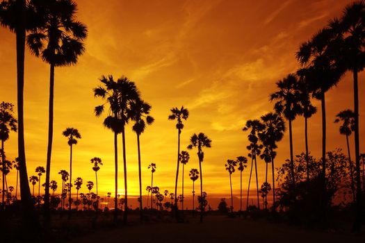 silhouette of palm tree at sunset