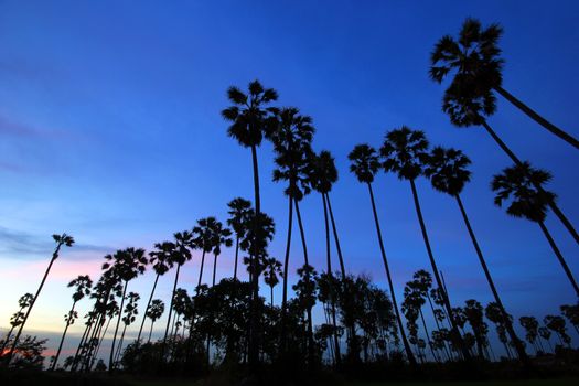 silhouette of palm tree at twilight time