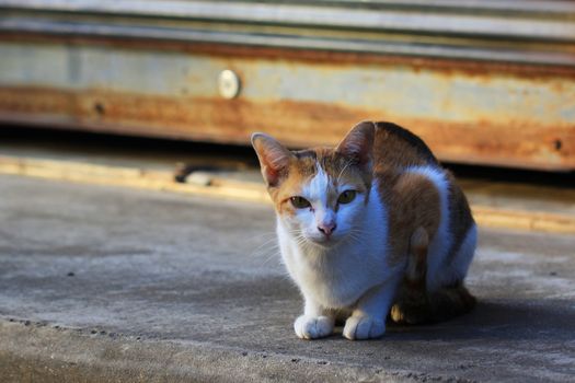 Portrait of the pretty cat 