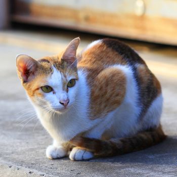  Portrait of the pretty cat