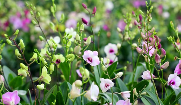 Blooming orchid in the garden
