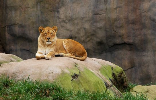 Lioness watching from a large boulder with stone background and leading edge grass