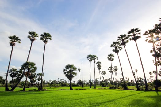 Green Rice Field with the palm tree background