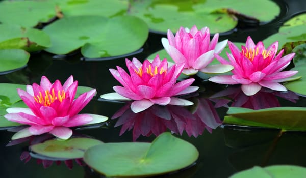 Beautiful lotus flower in the pond