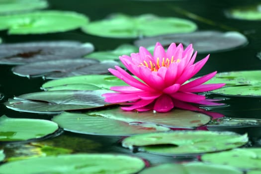 beautiful lotus flower in the pond