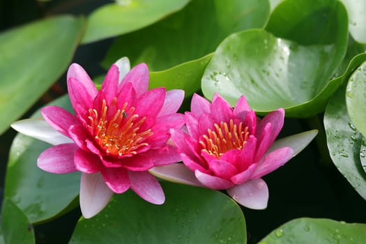  The beautiful blooming lotus flower
