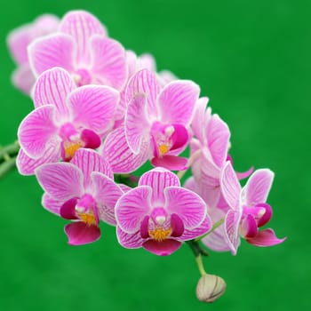 Blooming orchid in the garden