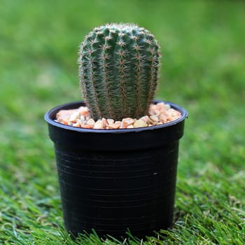 Closeup of the beautiful cactus