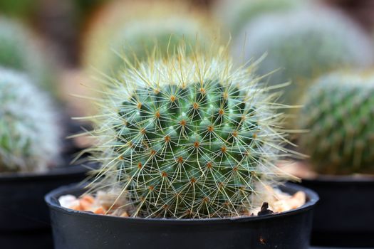 Closeup of the beautiful cactus
